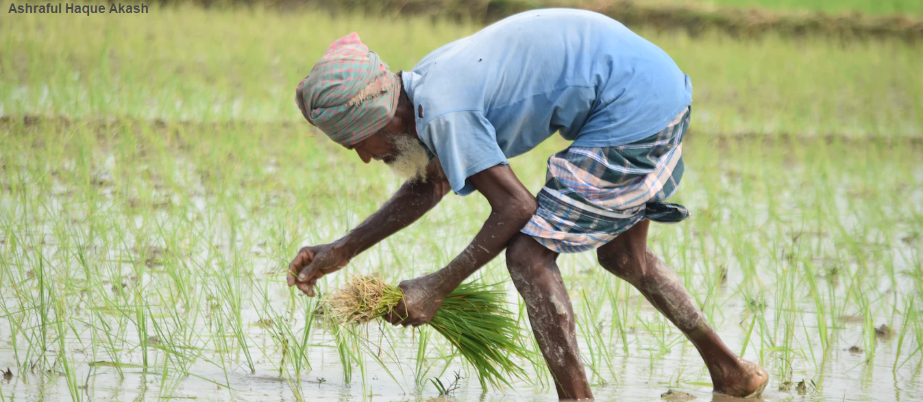 Man working in rice paddy