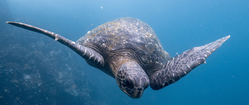 ocean tools and methodologies