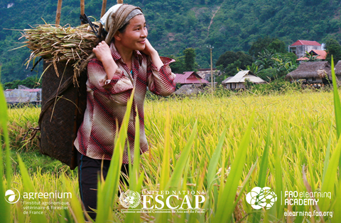 Women carrying straw in a field