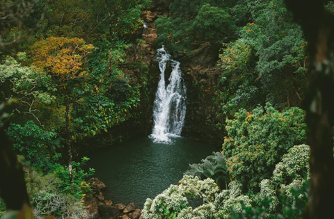 Tropical Waterfall in Forest