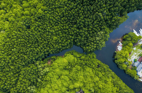 Mangrove Forest, Aerial Photo 