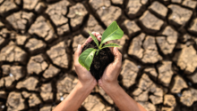 Holding a green plant over a dried field