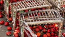 Red produce spilling out of a basket