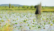 Experiences from Uganda's NAtional Adaptation Plans' Processes 