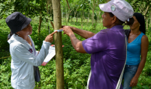 Women monitor the progress of the forest restoration
