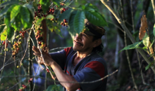 Man collecting berries